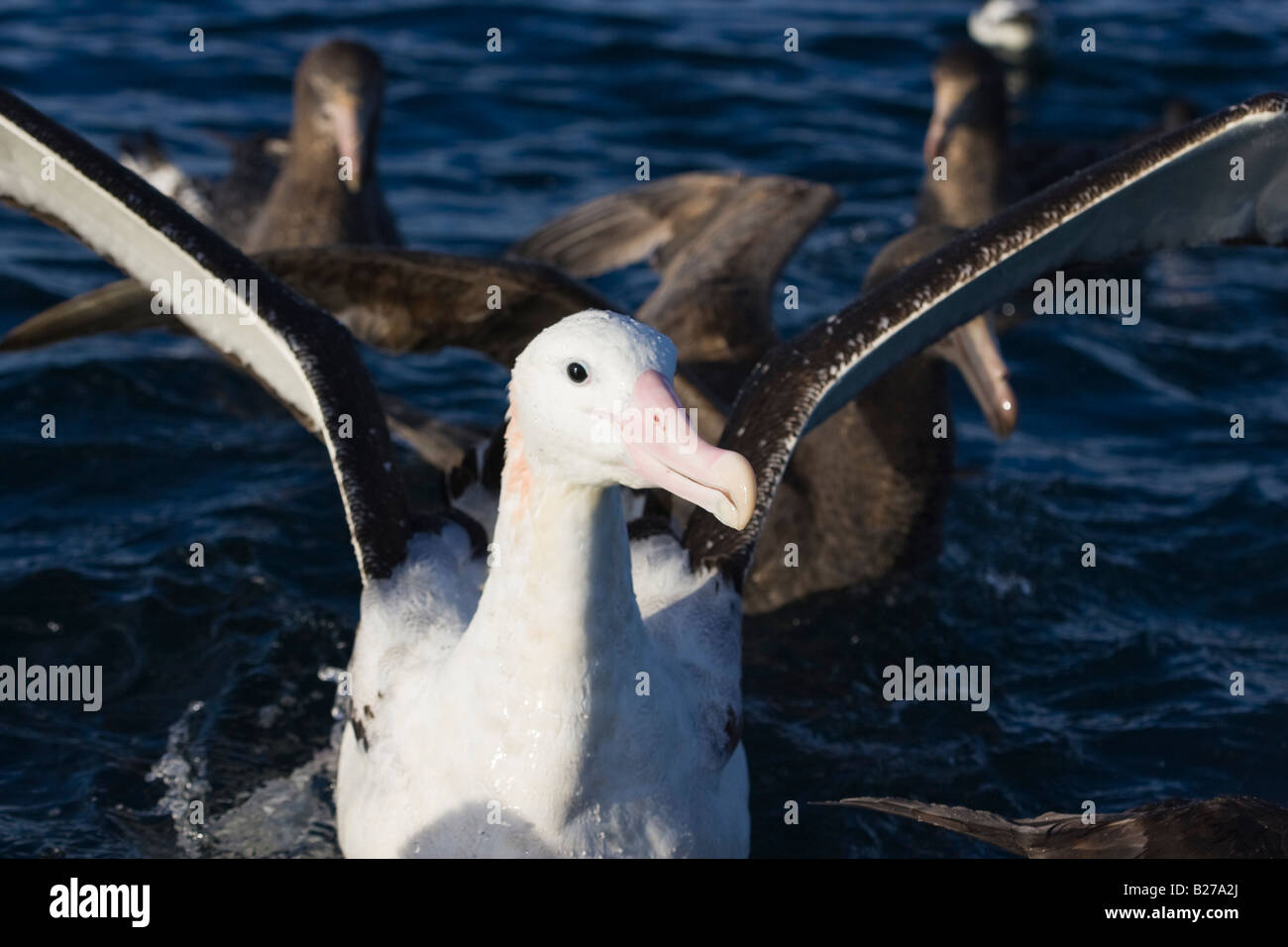 Gibson's wandering albatross hi-res stock photography and images - Alamy