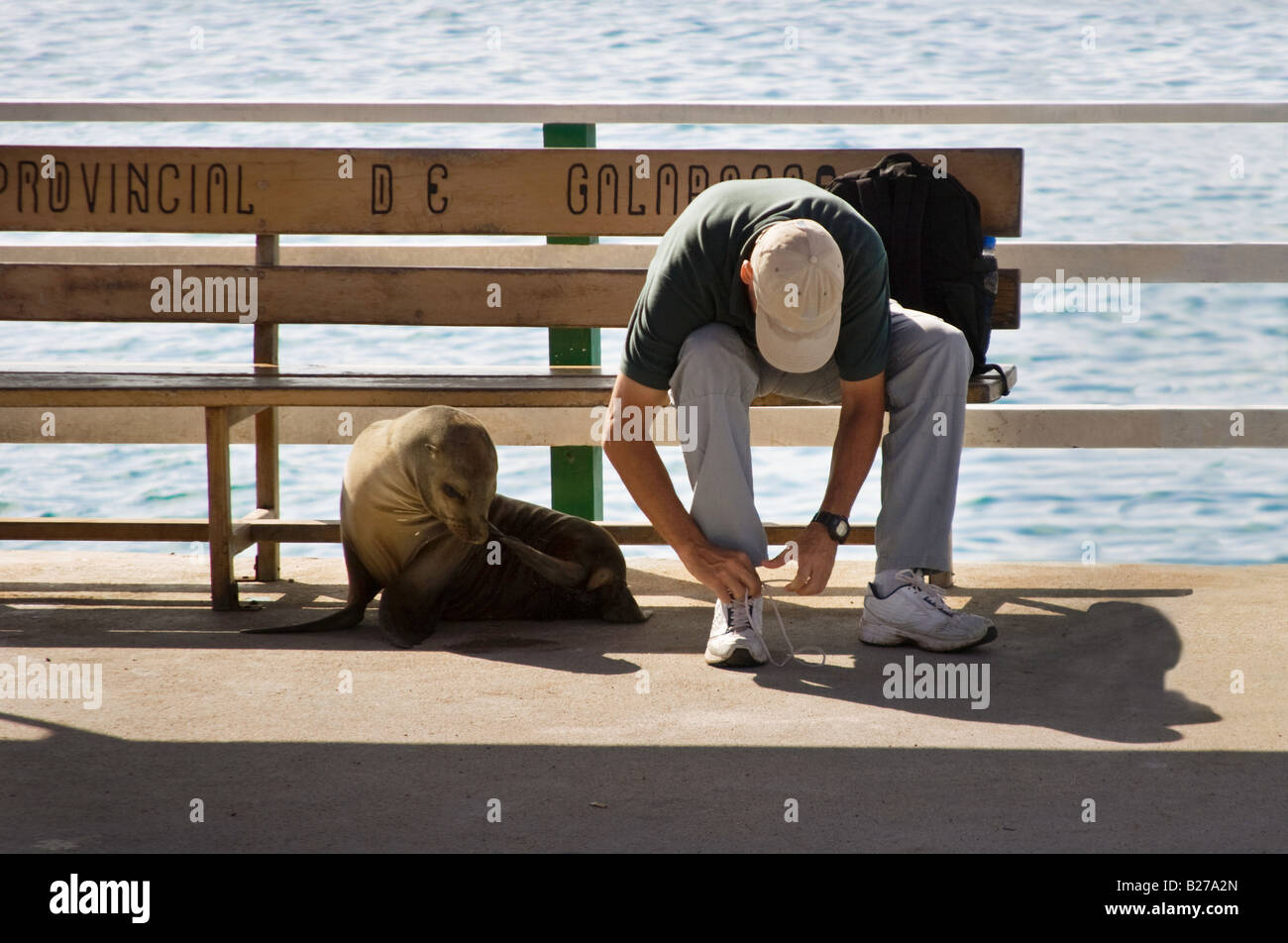 A man and a sea lion sitting together in harmony on a bench in the Galapagos Islands Stock Photo