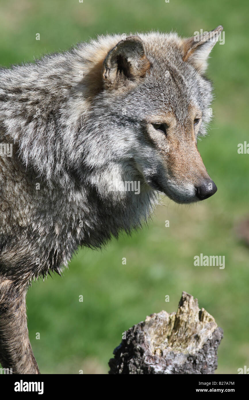 EUROPEAN WOLF Lupis canis CLOSE UP OF HEAD AND SHOULDERS Stock Photo ...