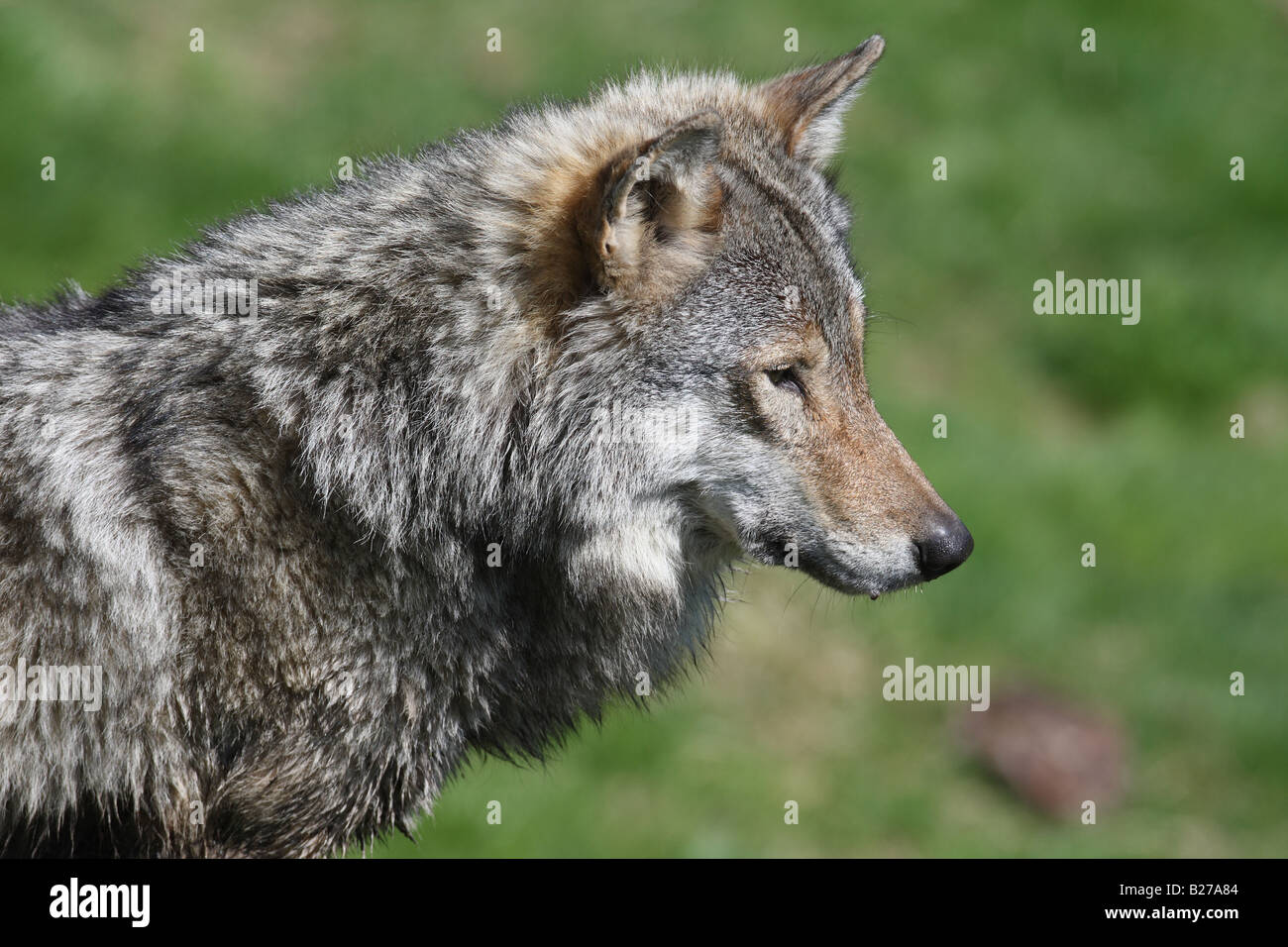 EUROPEAN WOLF Lupis canis CLOSE UP OF HEAD AND SHOULDERS Stock Photo ...