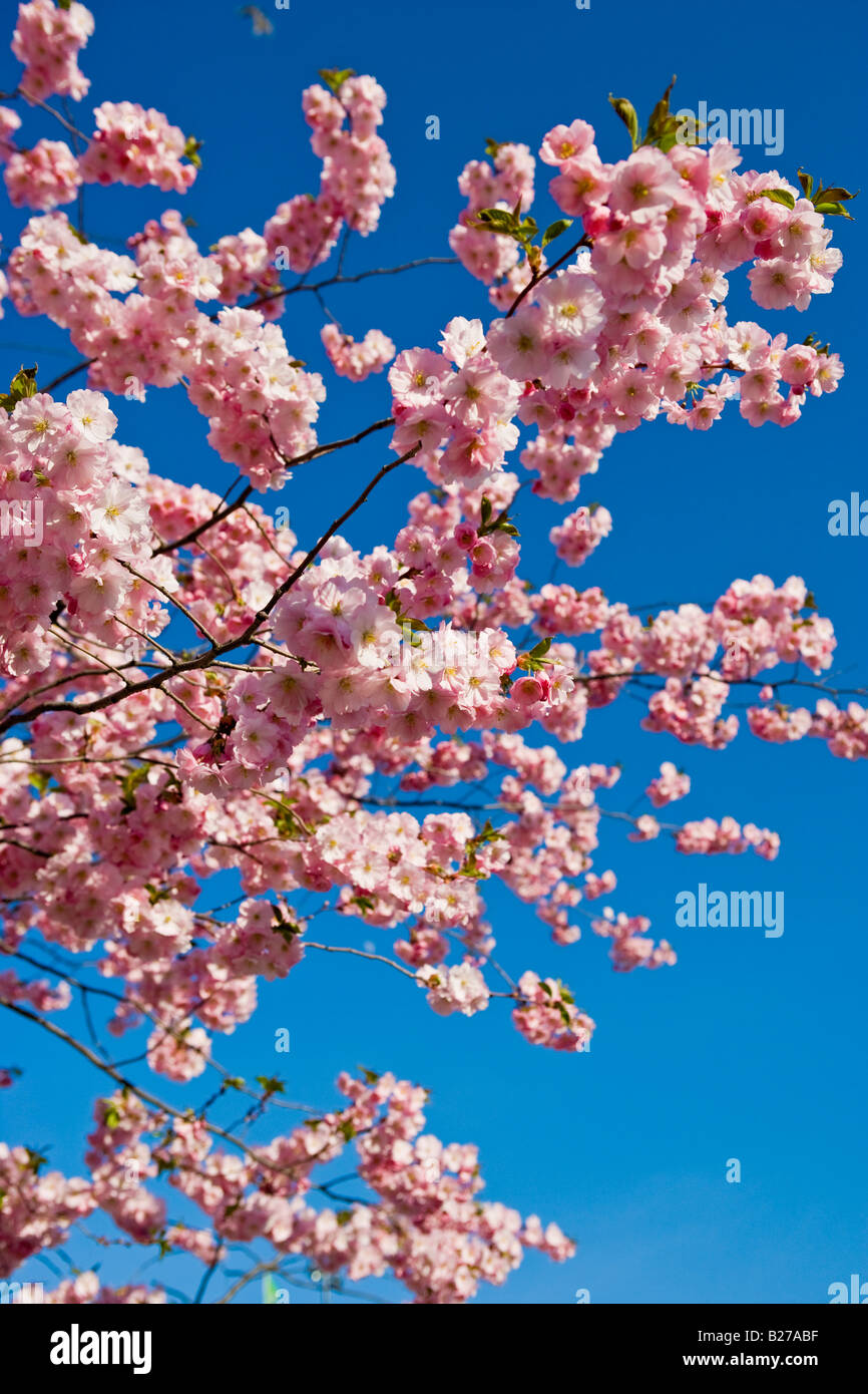 cherry trees in a full bloom Stock Photo