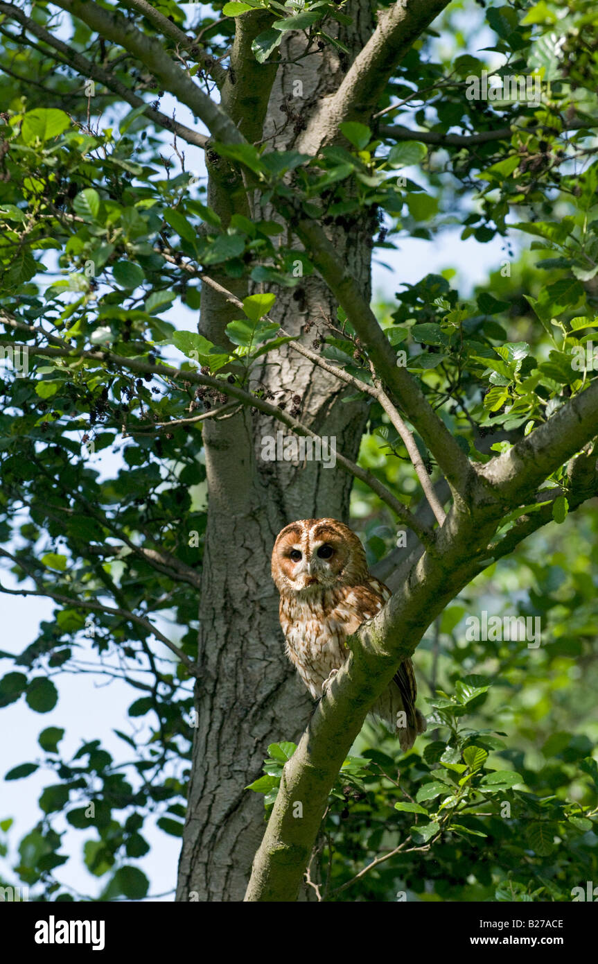 Tawny Owl: Strix aluco Stock Photo