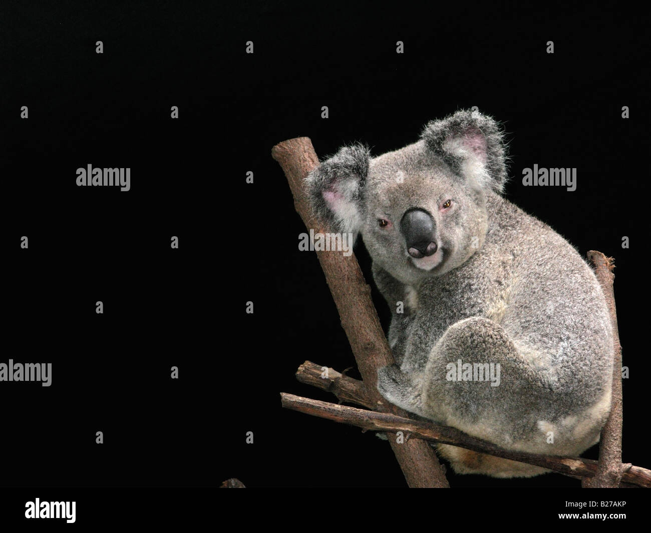 portrait of Koala bear sitting on a tree branch Stock Photo