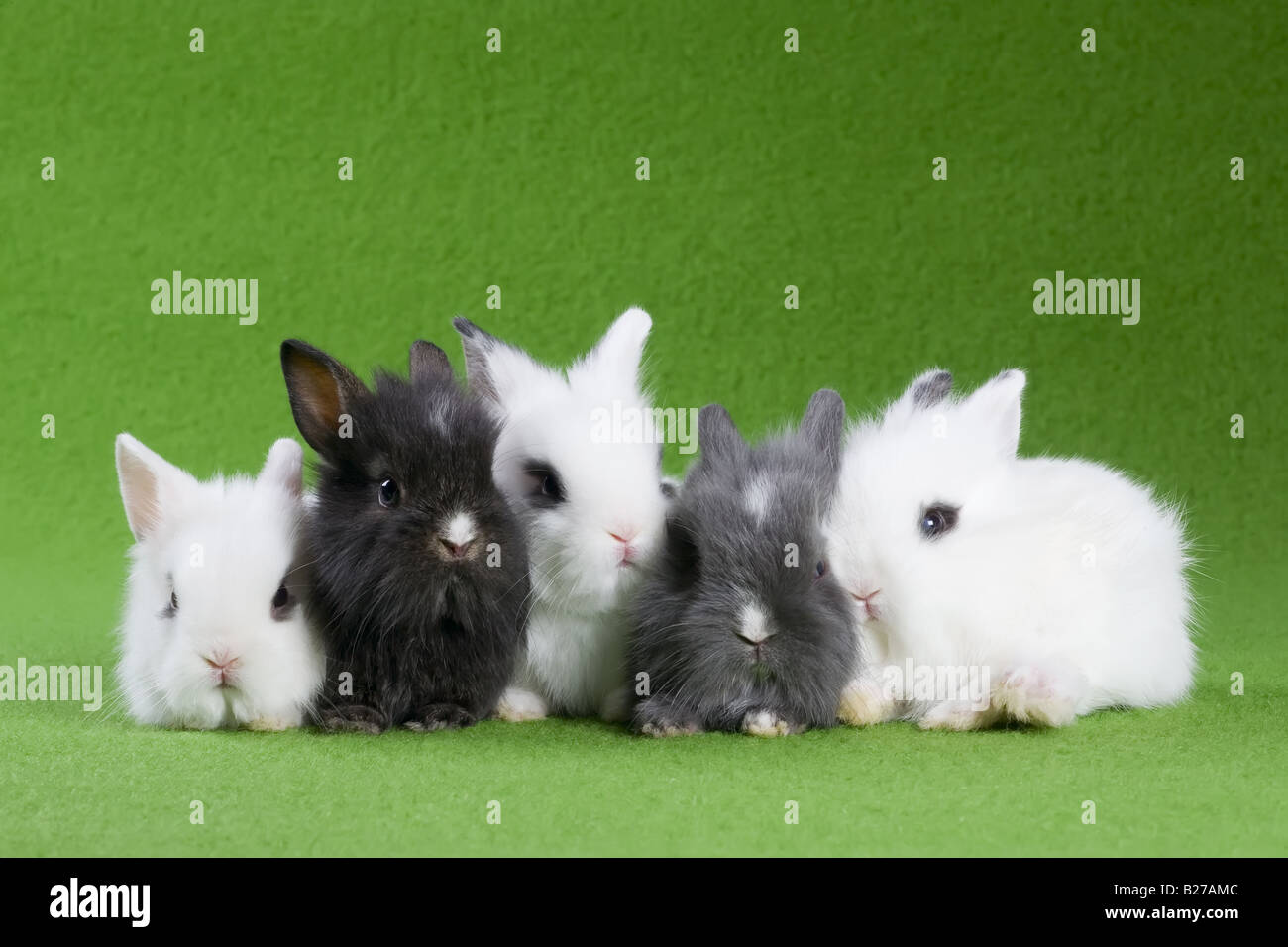 five bunny isolated on green background Stock Photo - Alamy