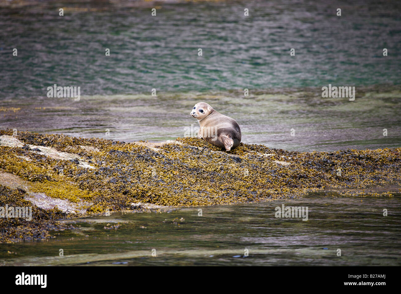 Atlantic grey seal near Ullapool, Scotland Stock Photo