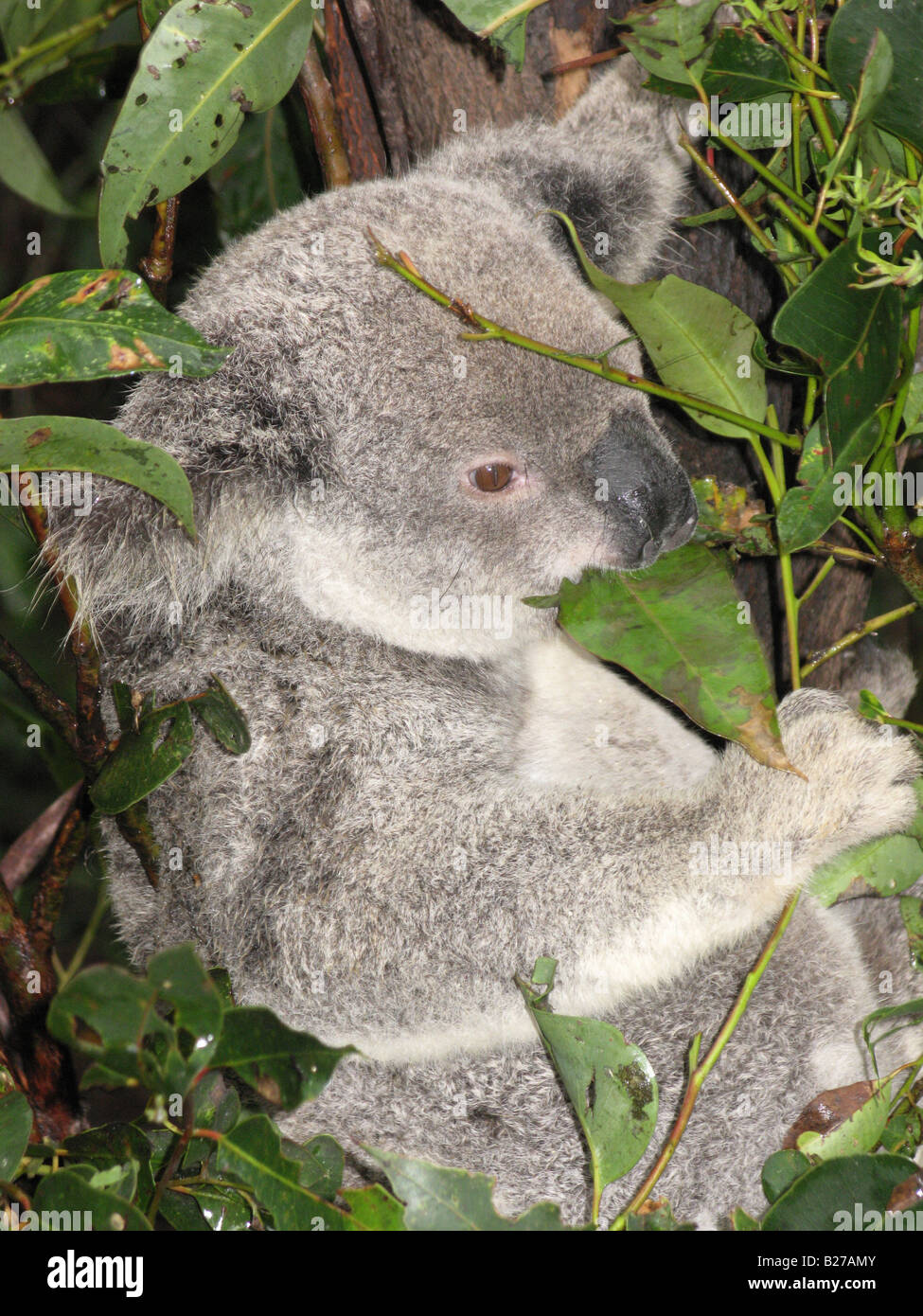 Close up of Koala bear eating eucalyptus leaves Stock Photo Alamy