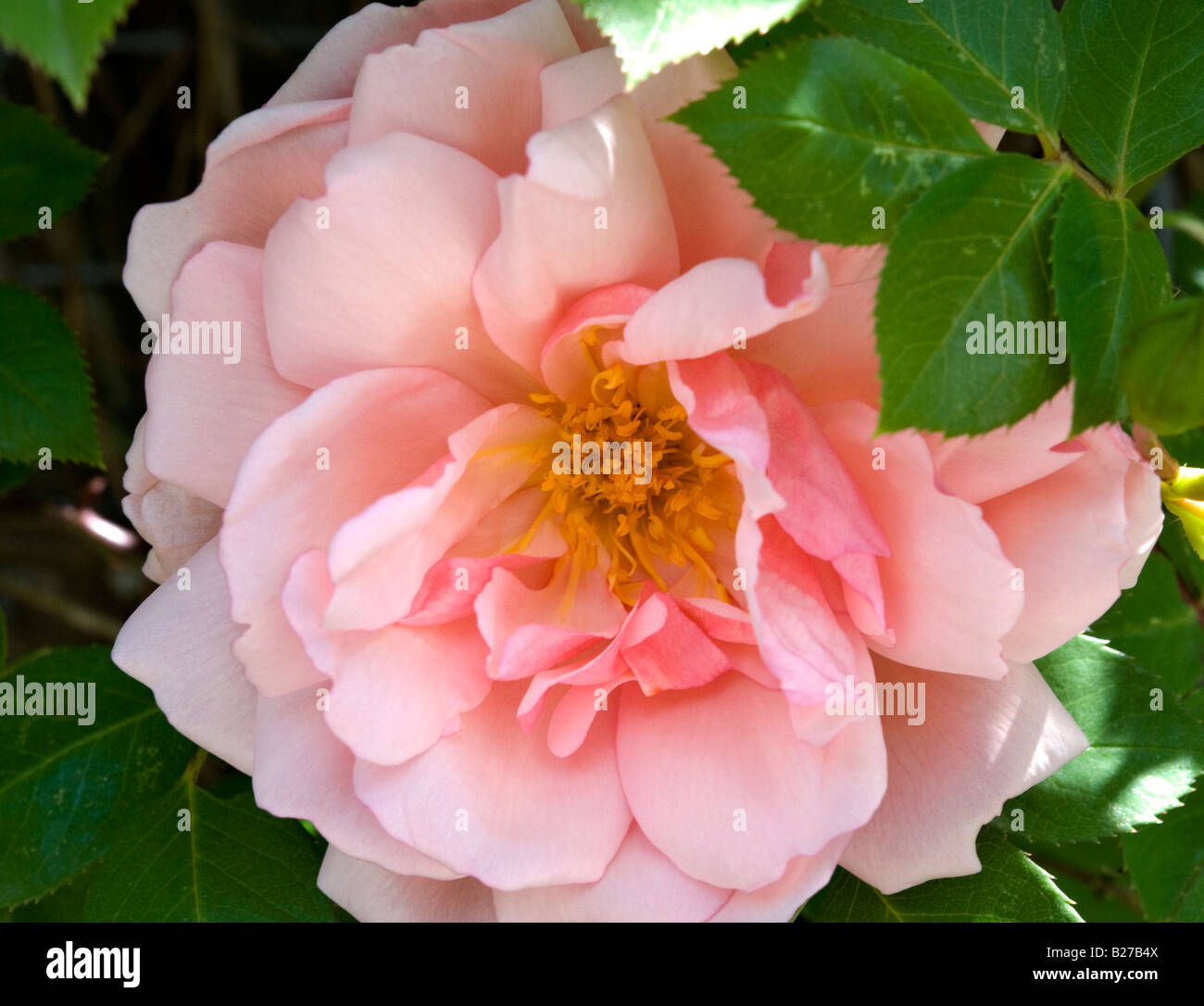 Flower of Rambling Rose Albertine Stock Photo