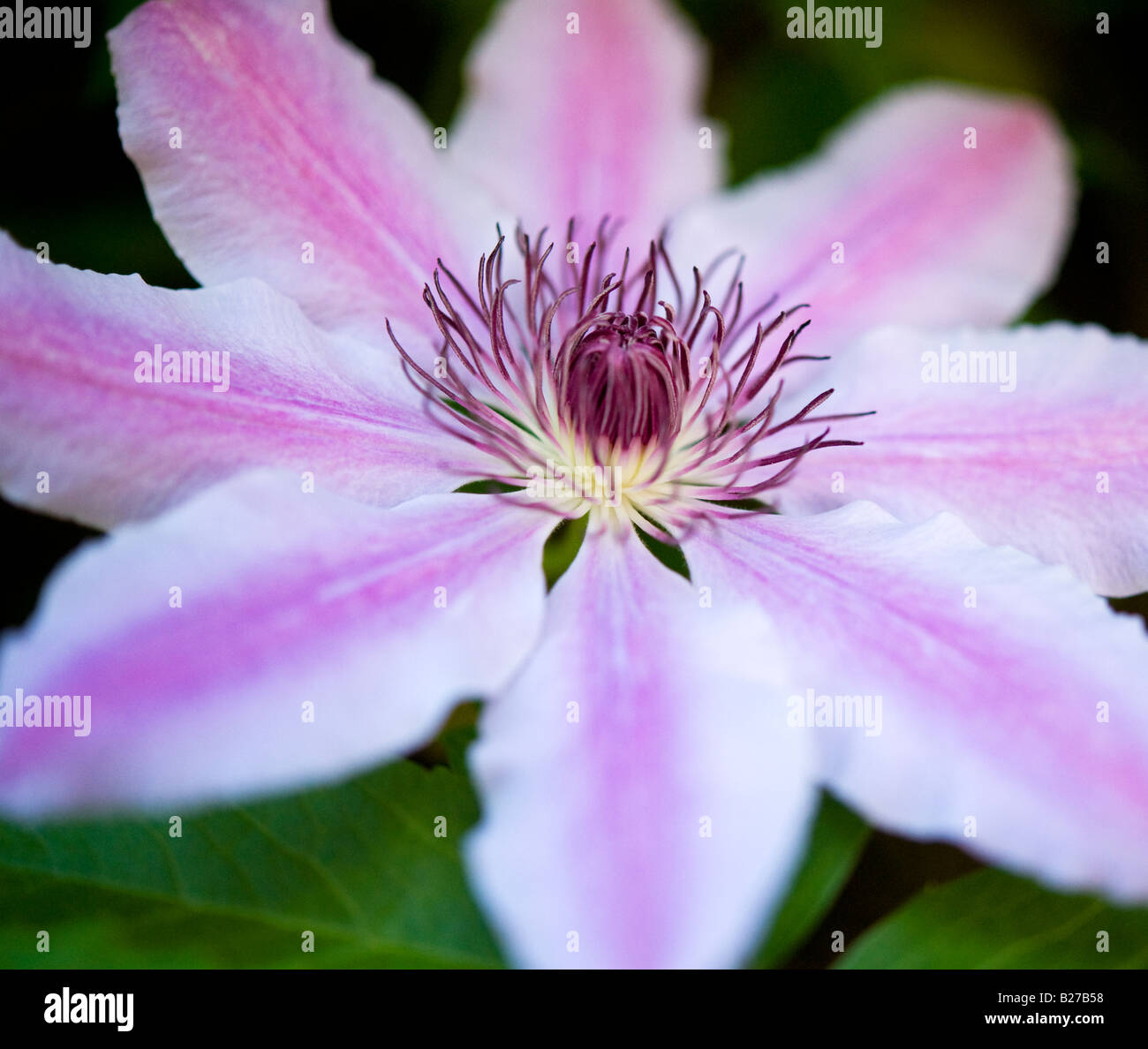 Clematis Nellie Moser Stock Photo Alamy