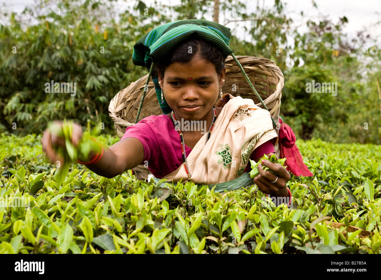 Woman picking tea leaves in an tea garden in Assam Stock Photo