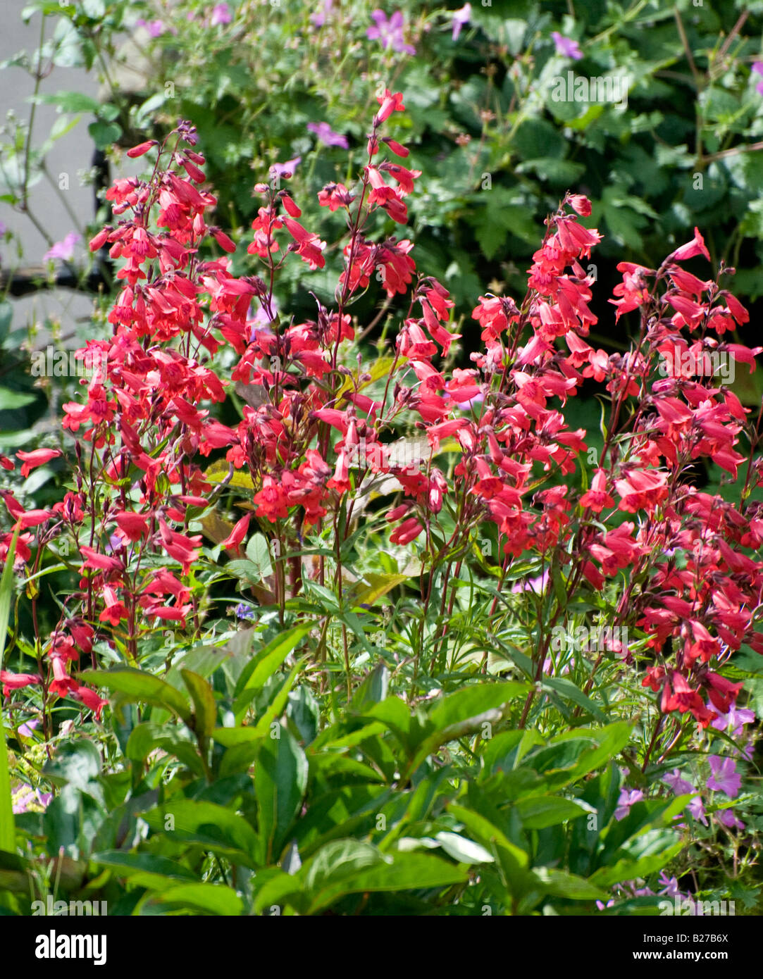 Pink Penstemon Garnet Stock Photo Alamy