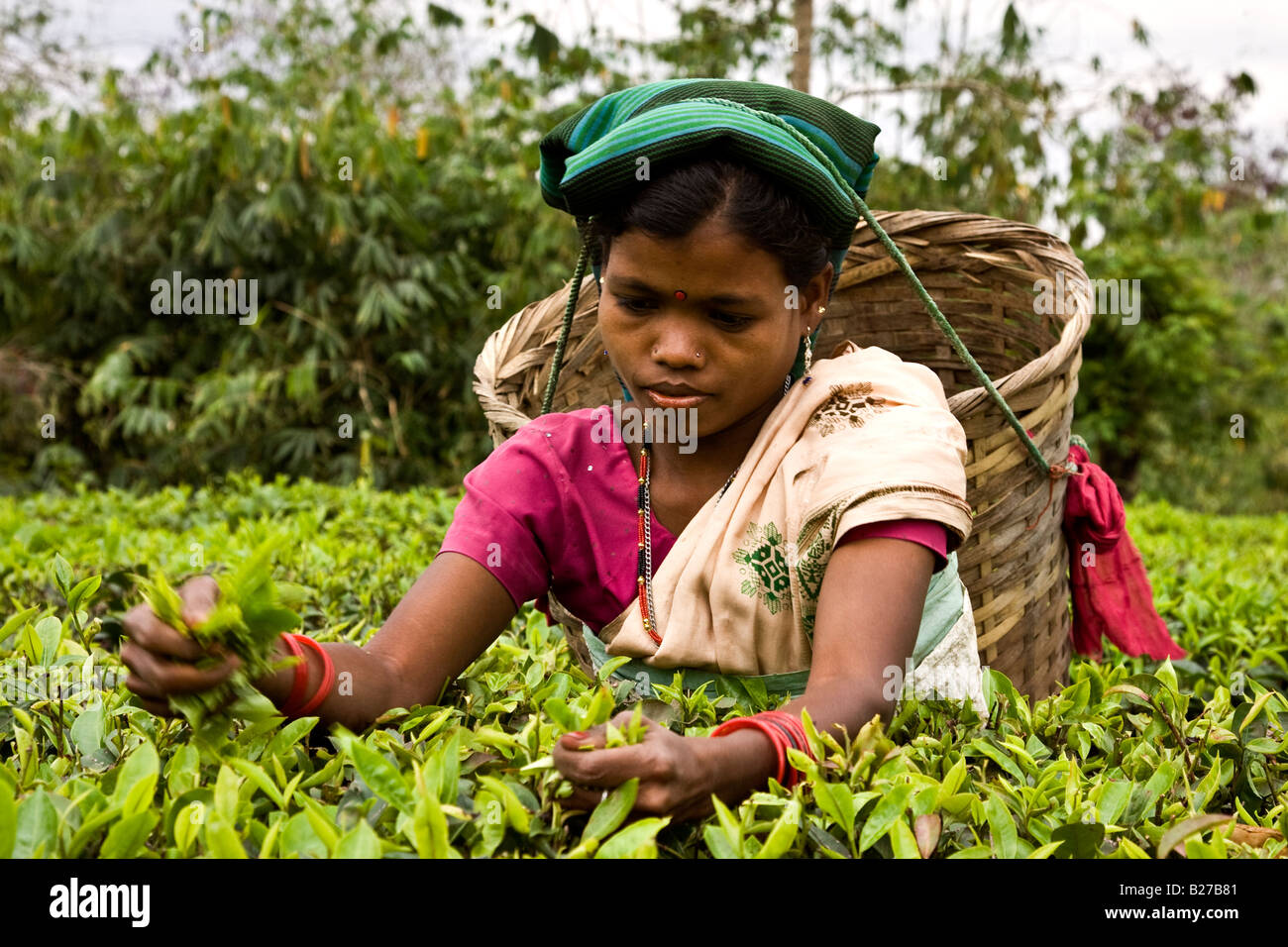 Woman picking tea leaves in an tea garden in Assam Stock Photo