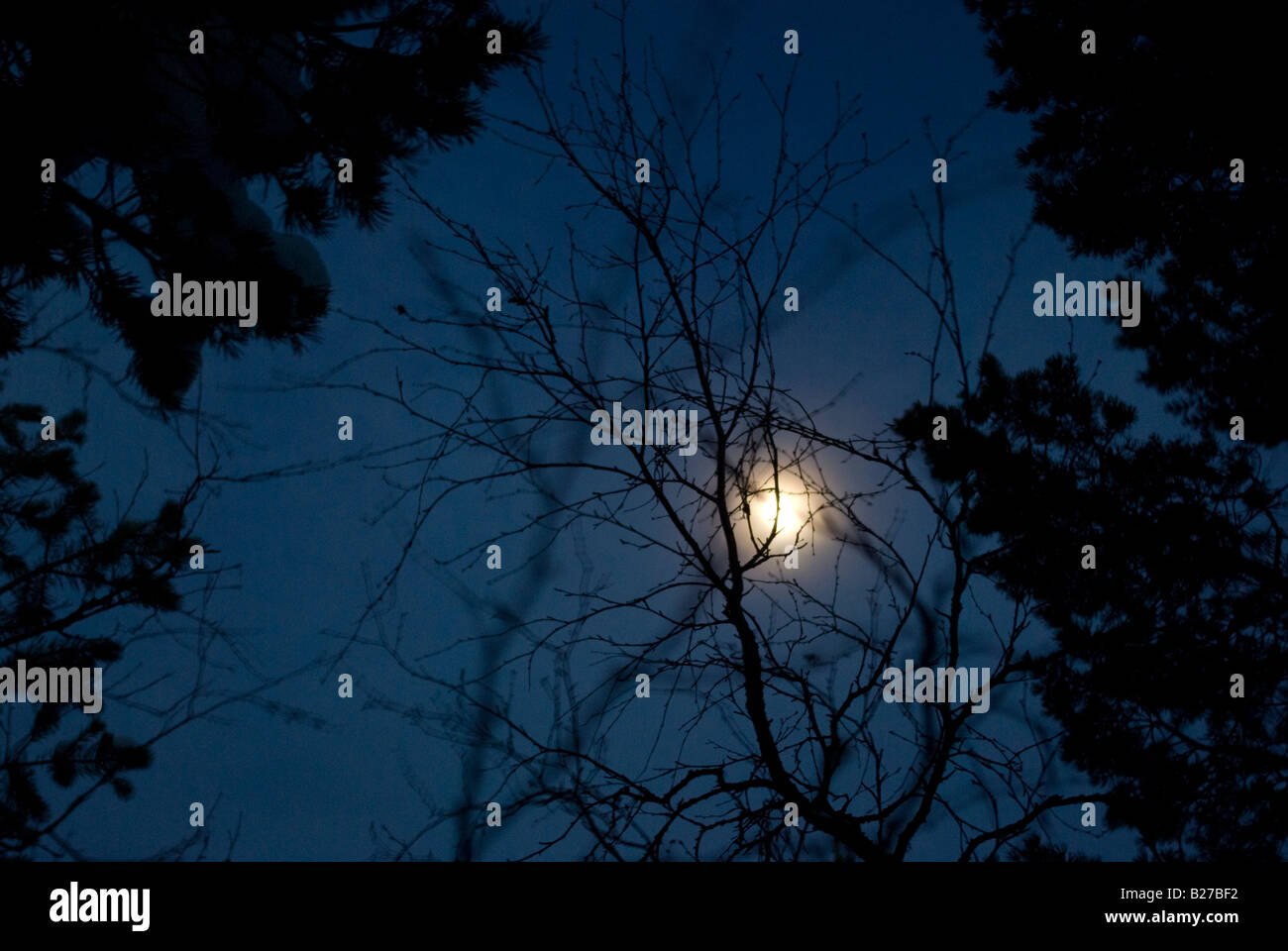 The moon shining behind the branches of pines and birches creates a brooding mood Stock Photo