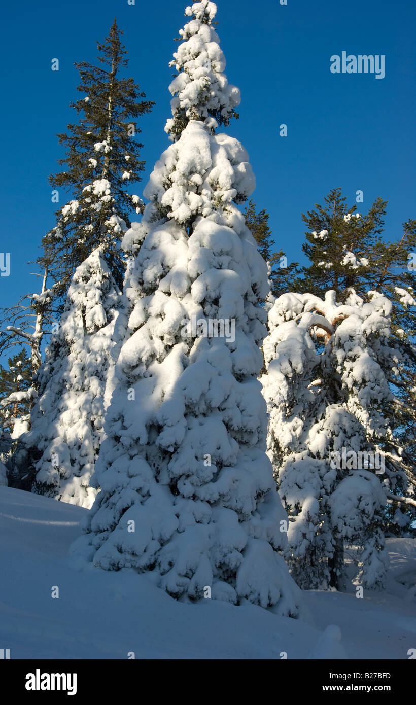 A siberian spruce covered in snow and hard rime in the fells of Finnish Lapland Stock Photo