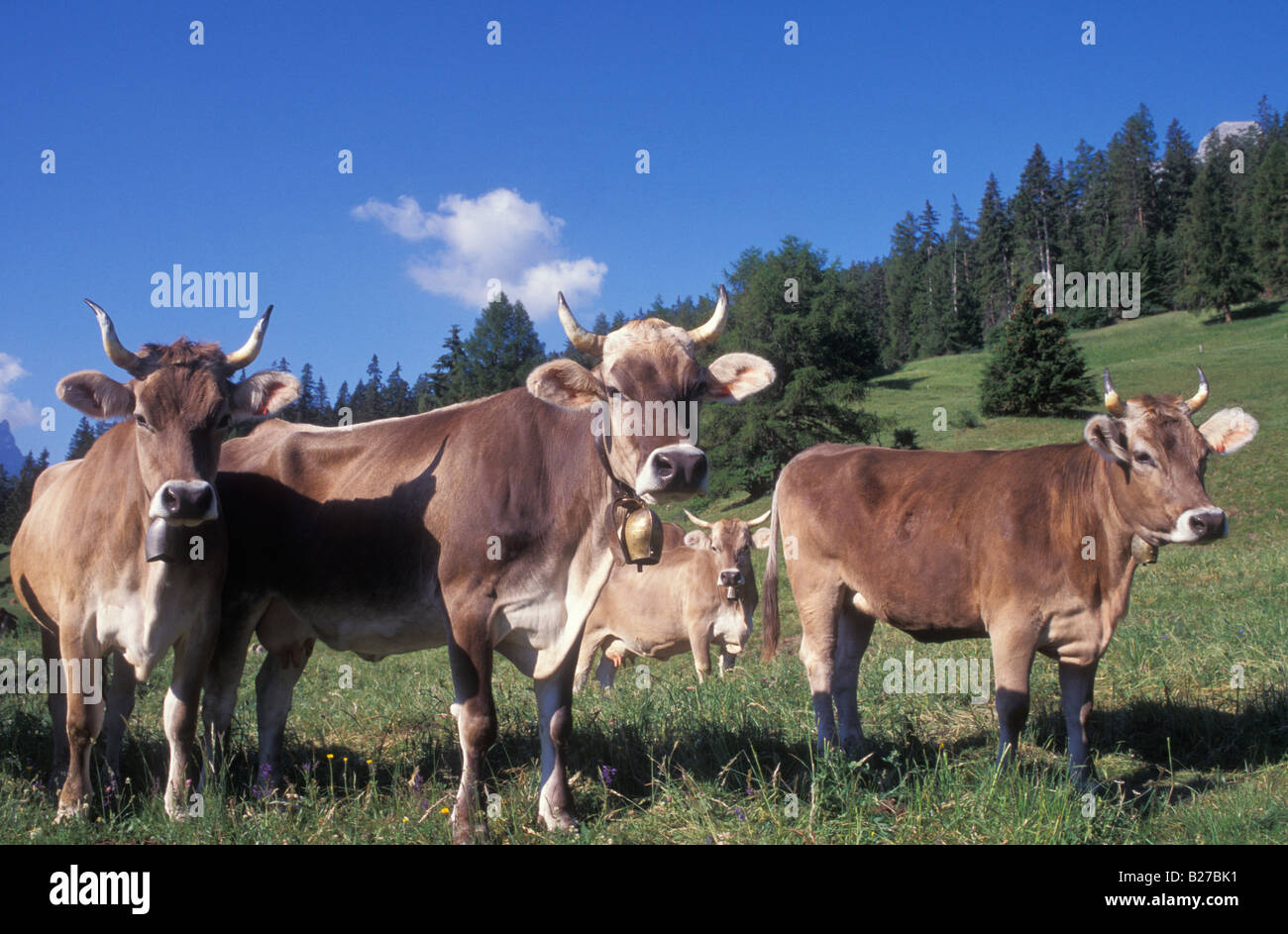 Cows in the meadow near Salouf Grisons Switzerland Stock Photo - Alamy