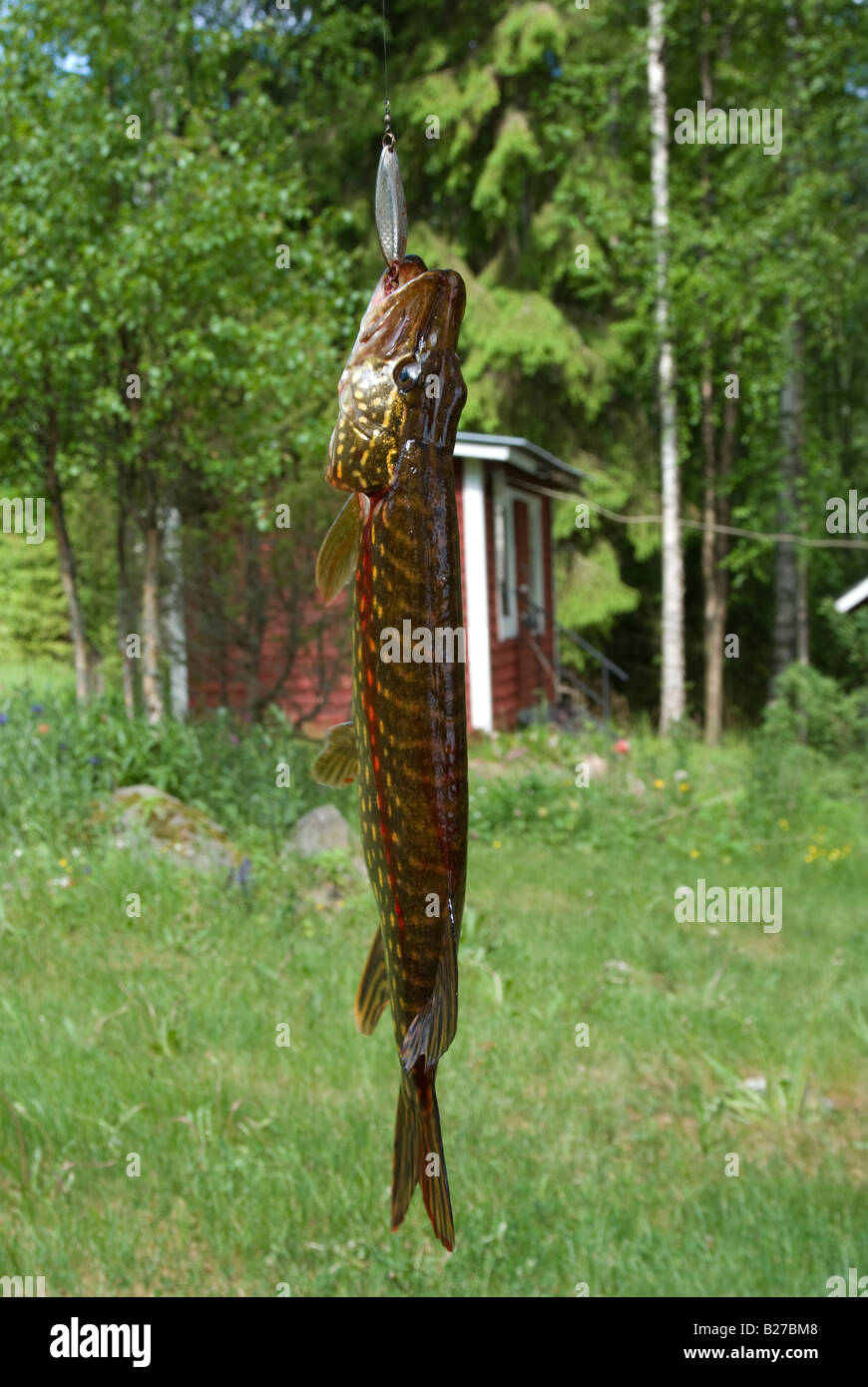 Fresh caught bloody pike hanging from a spoon lure Stock Photo