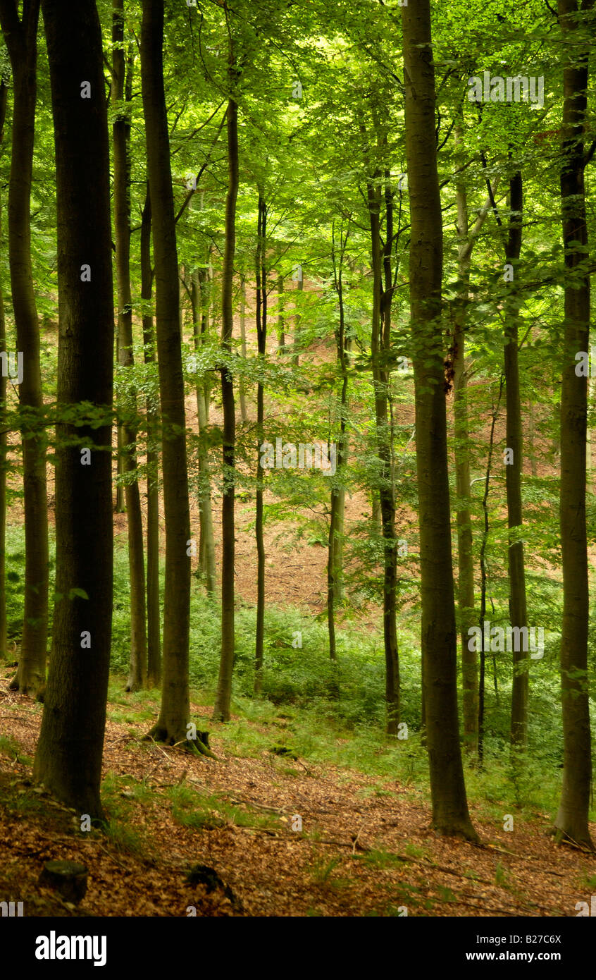 forest in National Park nature reserve Eifel, North Rhine Westphalia, Germany Stock Photo