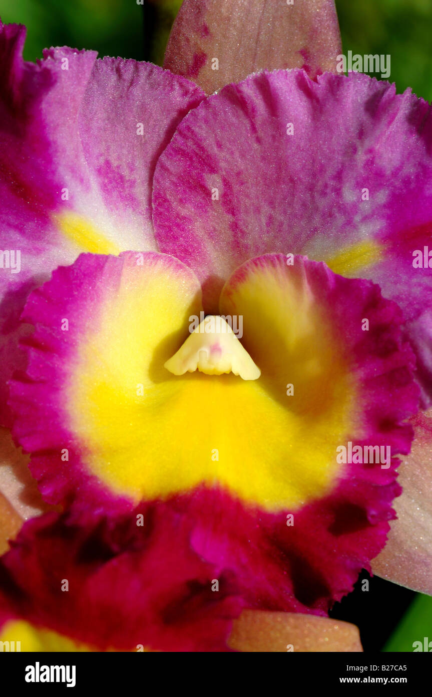 Yellow and magenta flower of orchid Cattleya Otaara . Stock Photo