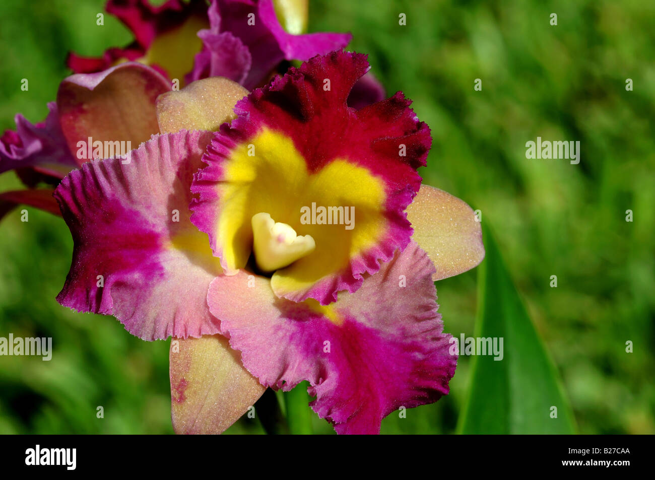 Yellow pink and magenta flower of orchid Cattleya Otaara. Stock Photo