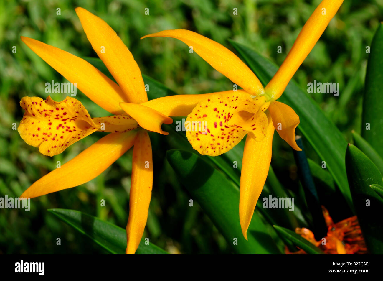 Two orange orchid flowers. Brassolaeliocattleya Blc. Haleahi Sunbow x Blc. Richard Mueller. Stock Photo