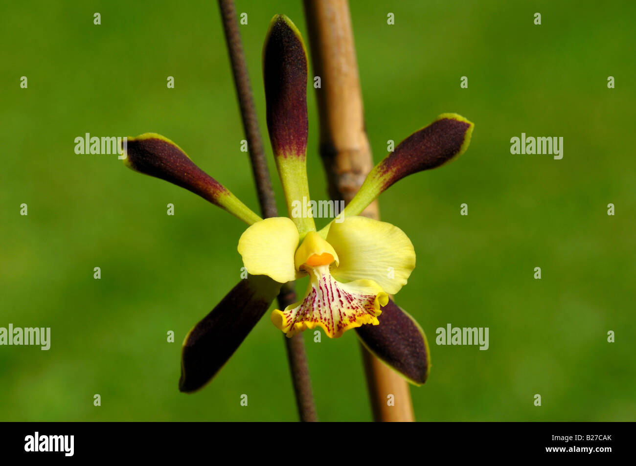 Brown and yellow orchid hires stock photography and images Alamy