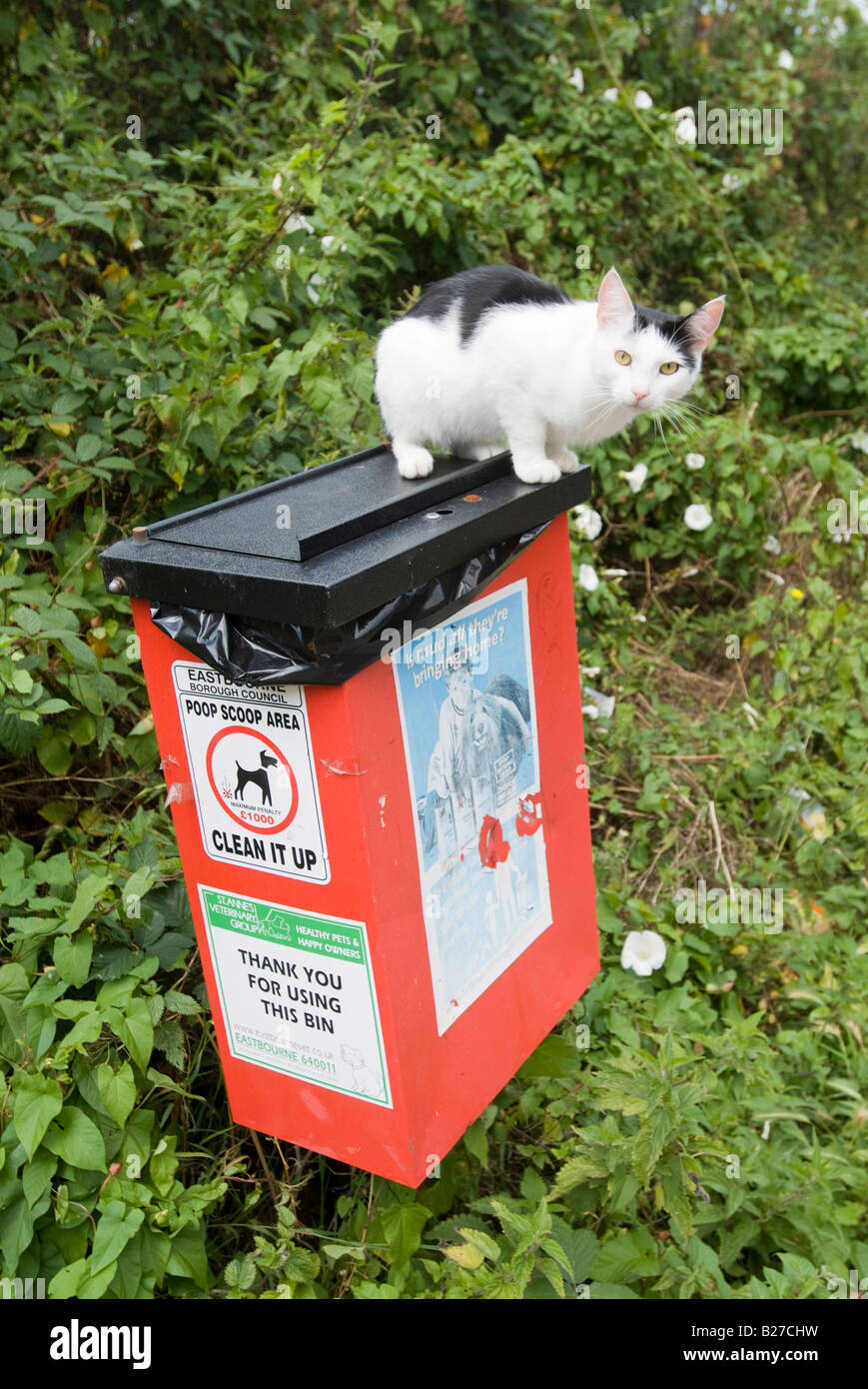 Cat sales poop bin