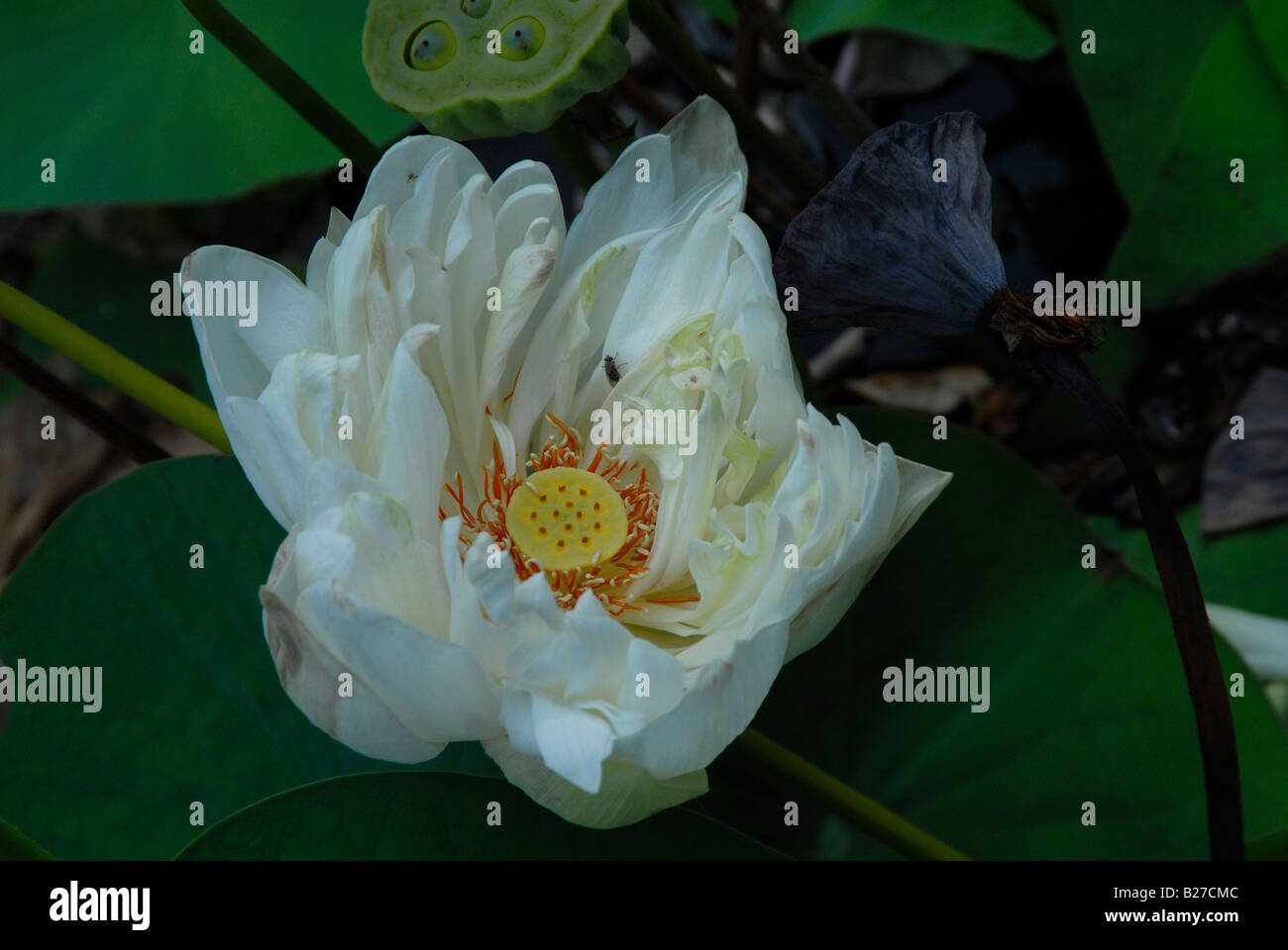 White lotus flower Stock Photo