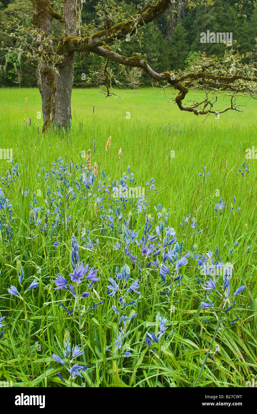 Great Camas flowers and Oregon oak at Mount Pisgah Arboretum Lane County Oregon Stock Photo