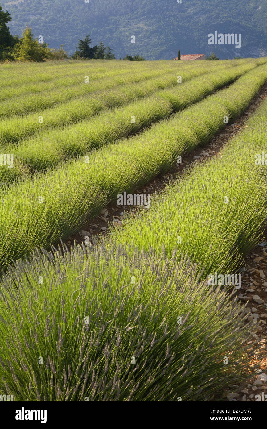 Green lavender field near Aurel, Provence. Stock Photo