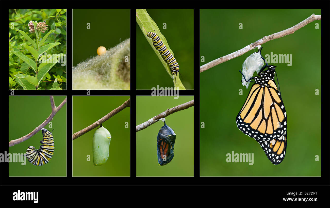 Monarch Butterfly Life Cycle Stock Photo