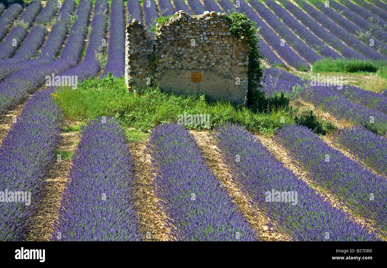 Lavender field with stone building, near Riez, Provence, France. Stock Photo