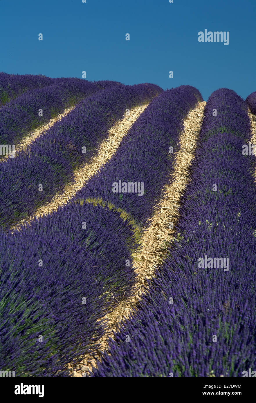Lavender field on hillside near Valensole, Provence, France. Stock Photo