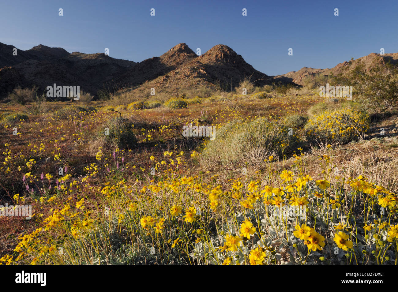 Desert in bloom with Brittlebush Yellow Cups  Arizona lupine Joshua Tree National Park California USA Stock Photo