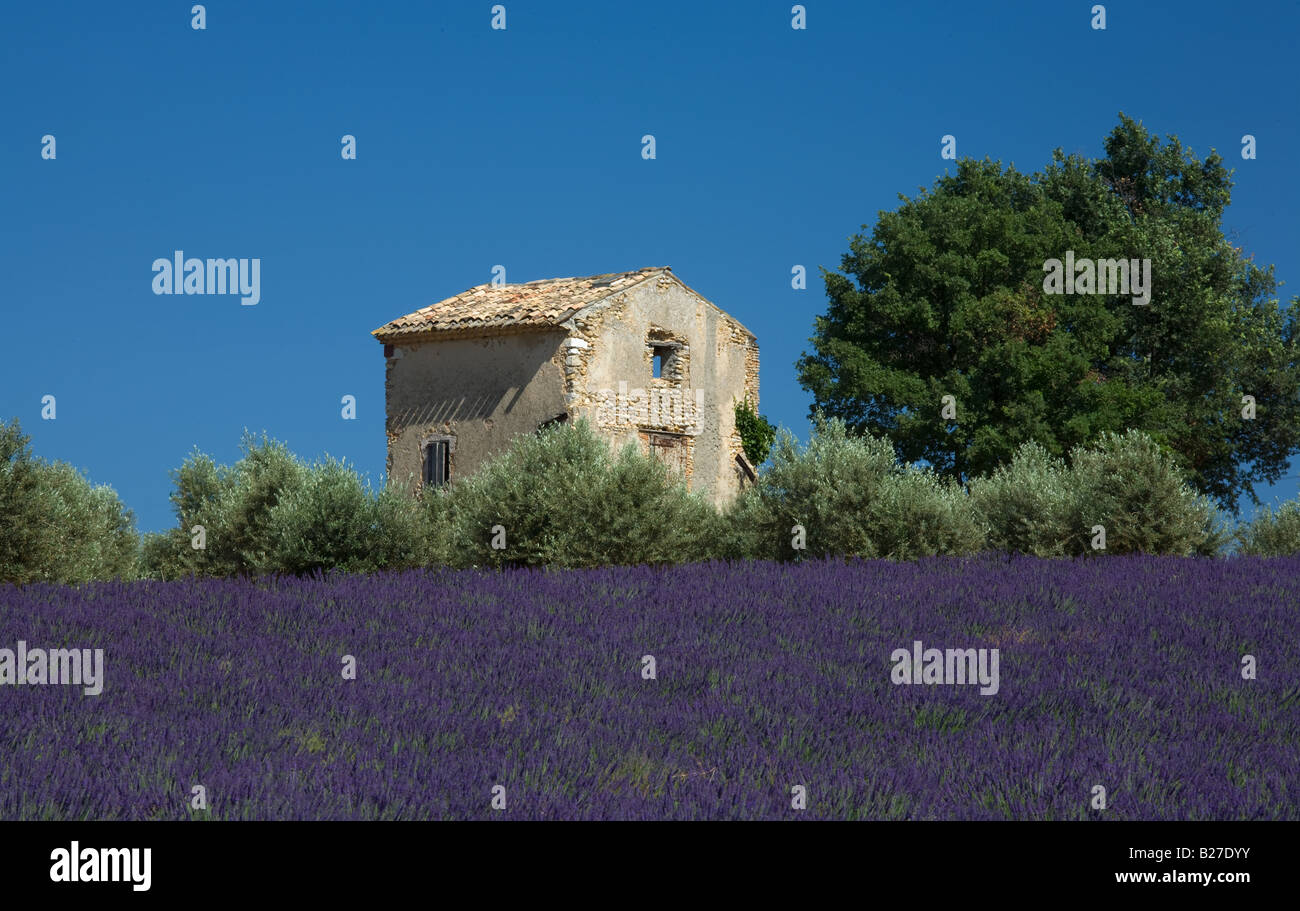 Lavender field with stone built hut located near the town of Methamis, Vaucluse area of Provence. Stock Photo
