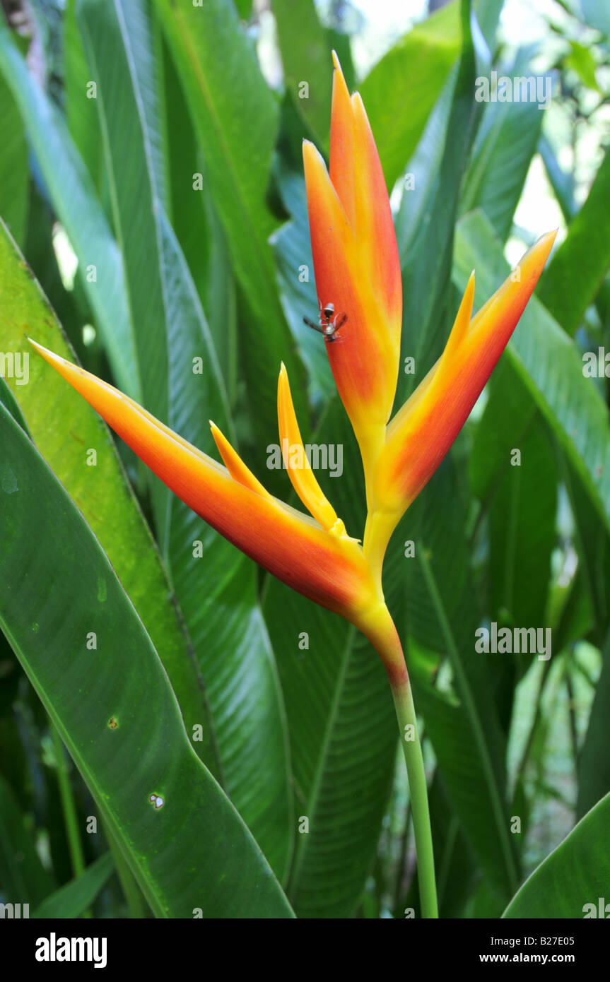 Heliconia psittacorum Parakeet flower Stock Photo - Alamy