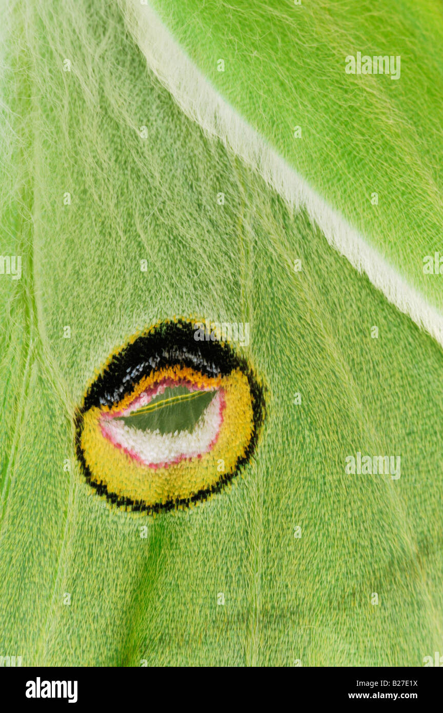 Luna Moth Actias luna close up of eyespots on back wings New Braunfels Texas USA March 2008 Stock Photo