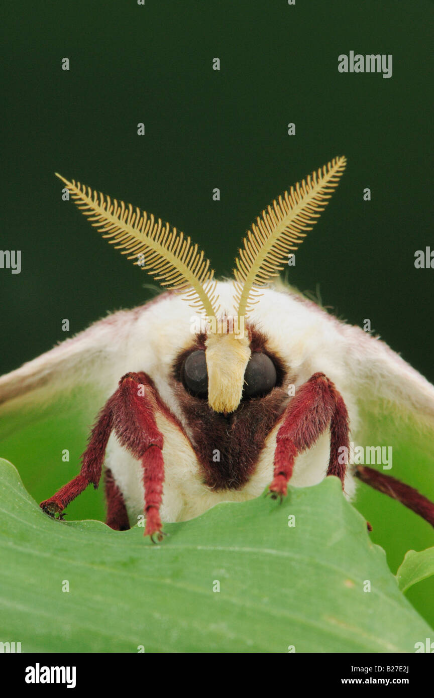 Luna Moth Actias luna adult head close up New Braunfels Texas USA March