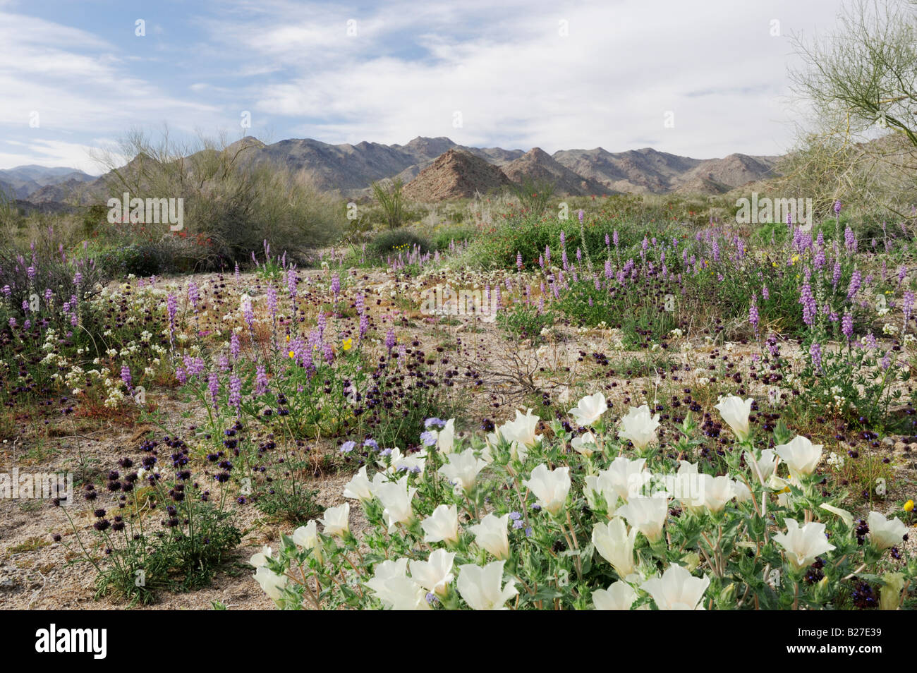 Desert in bloom with Sand Blazing Star Chia Arizona lupine Joshua Tree