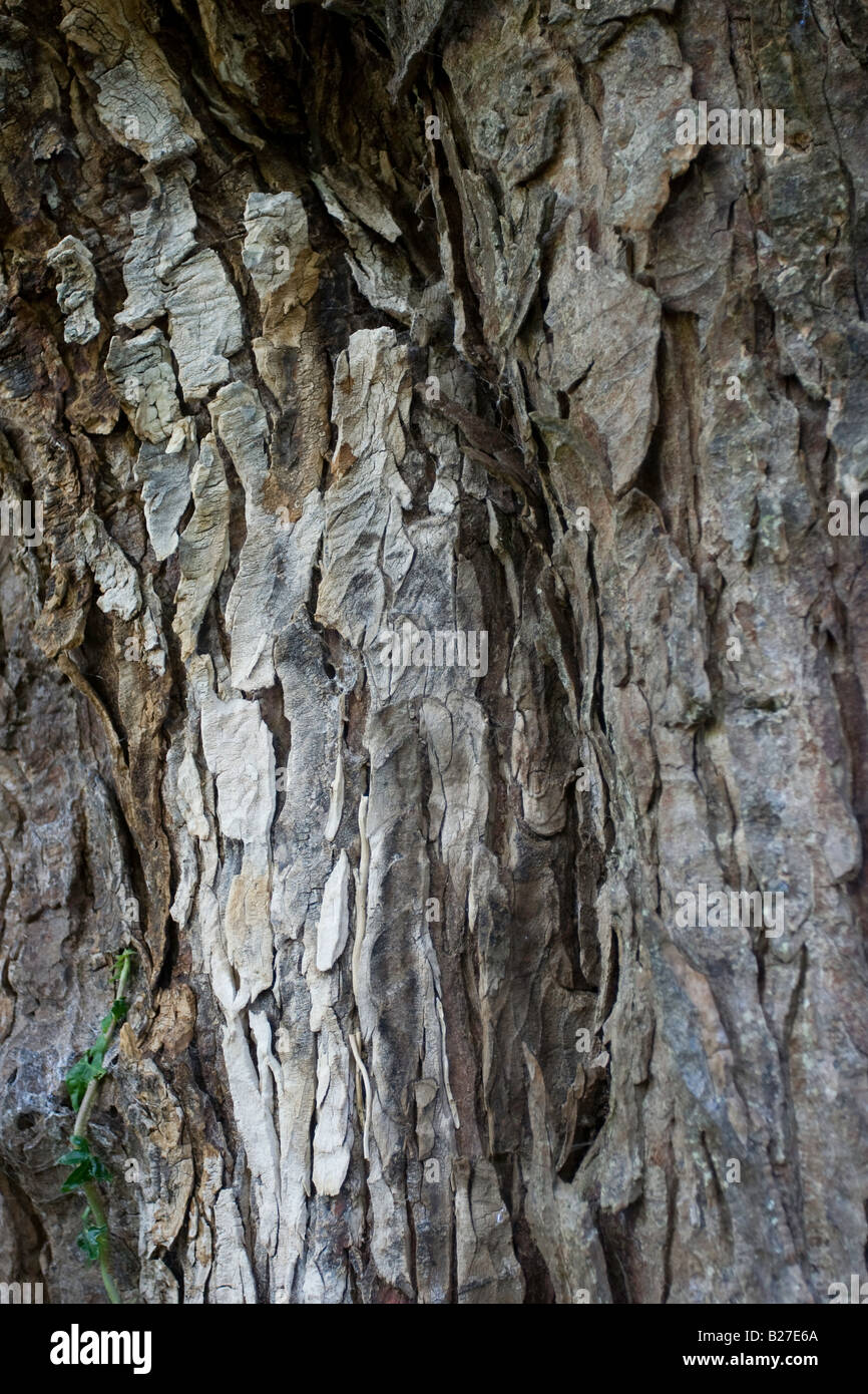 Horsechestnut tree bark Stock Photo Alamy