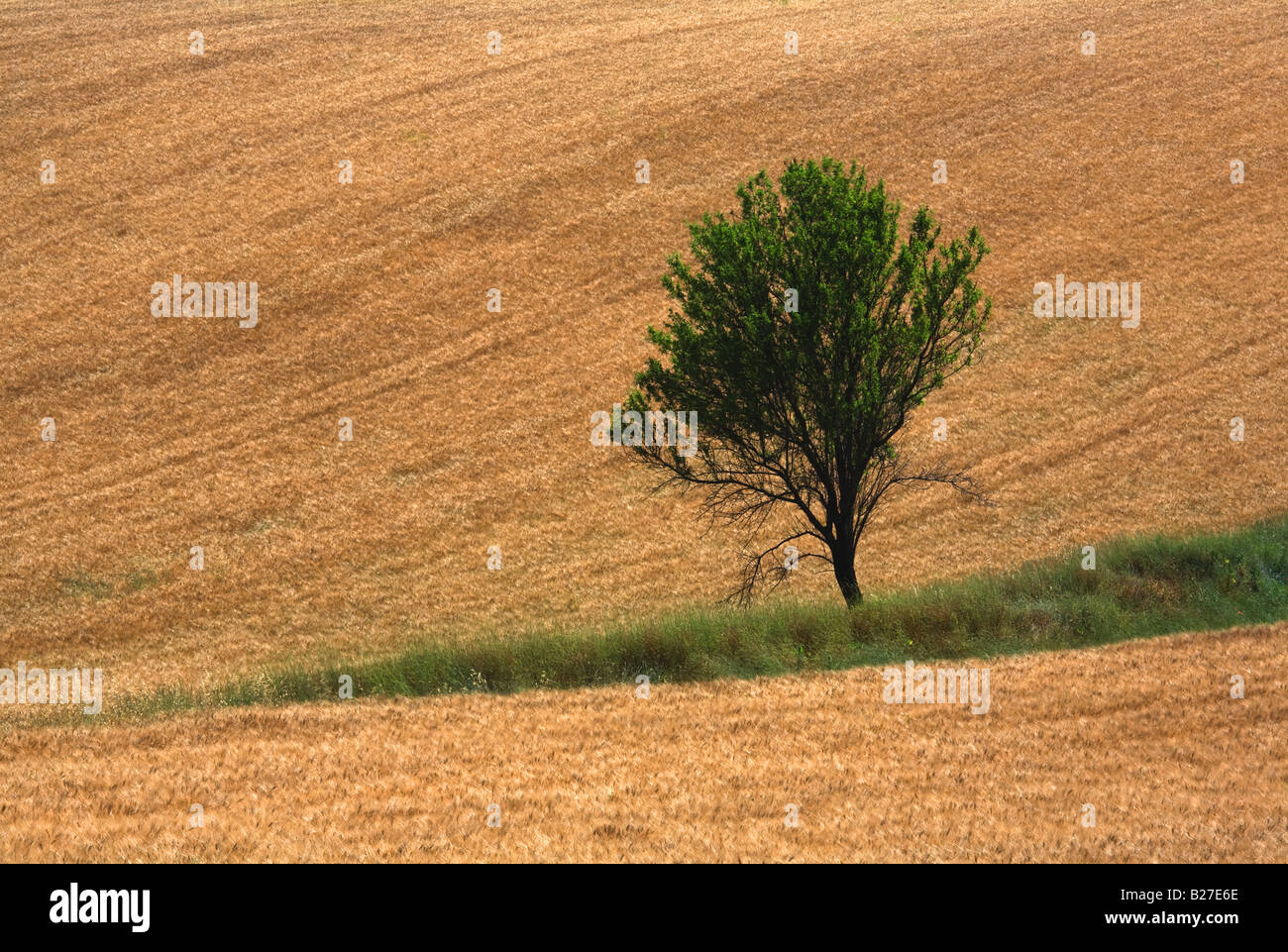 A typical view of a tree in the French countryside  near Valensole, Provence. Stock Photo