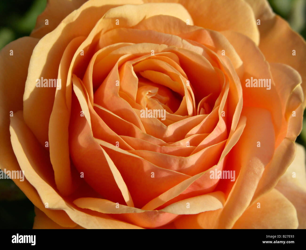 English rose (Rosa Charles Austin) Stock Photo