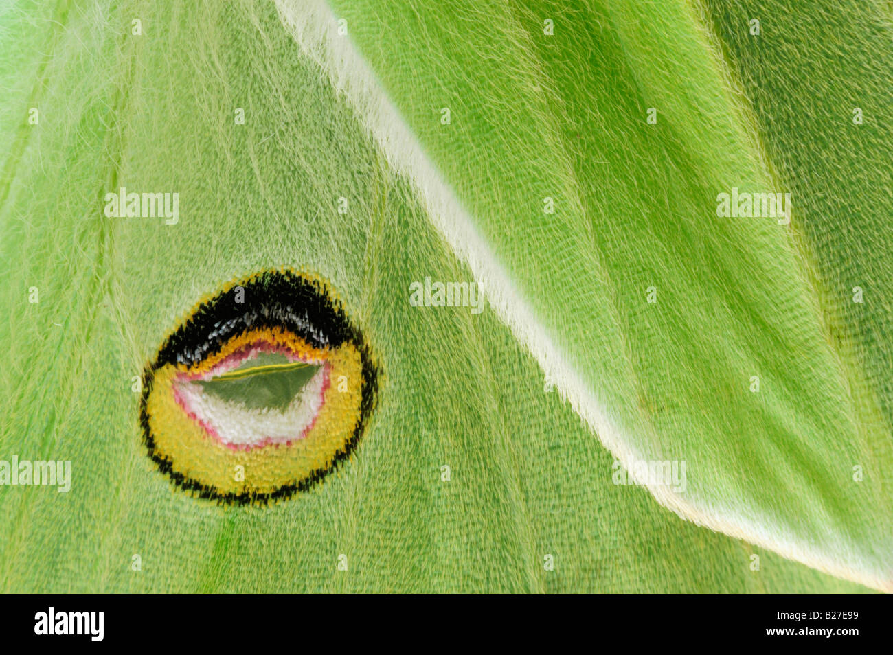 Luna Moth Actias luna close up of eyespots on back wings New Braunfels Texas USA March 2008 Stock Photo