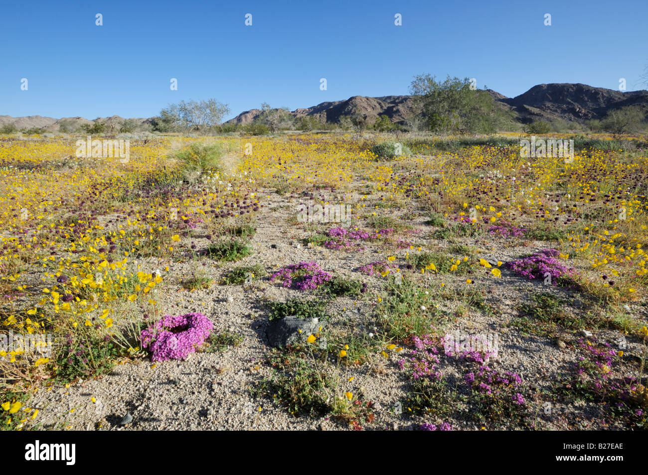 Desert in bloom with Purple Mat  Parishs Gold Poppy blooming Joshua Tree National Park California USA Stock Photo
