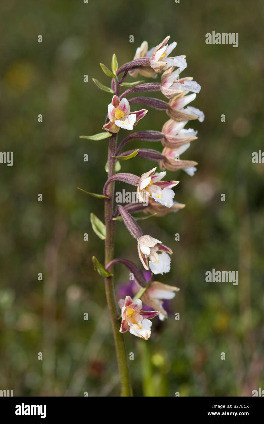 Marsh Helleborine orchid (Epipactis palustris) Stock Photo