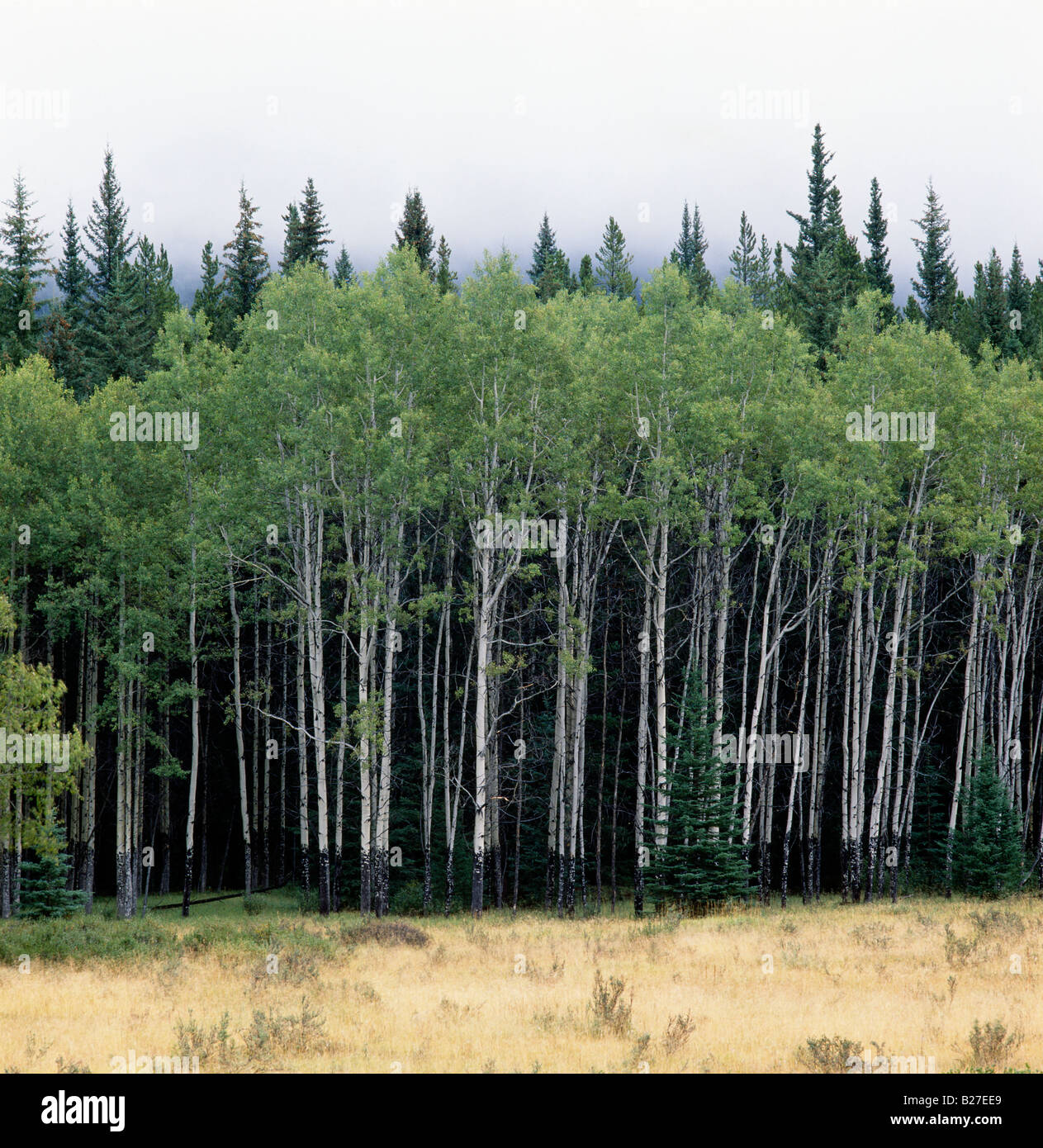 Rubbing bark High Resolution Stock Photography and Images Alamy
