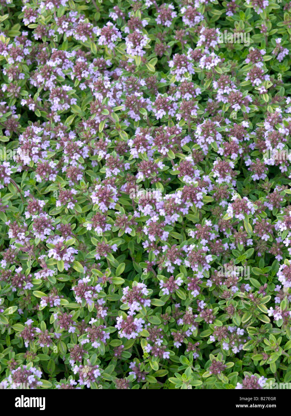 Thyme (Thymus x citriodorus 'Aureus') Stock Photo