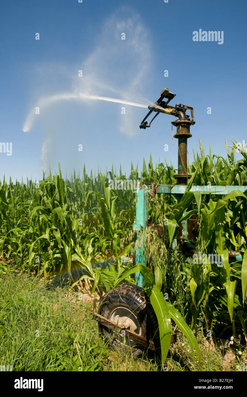 Maize irrigation hires stock photography and images Alamy