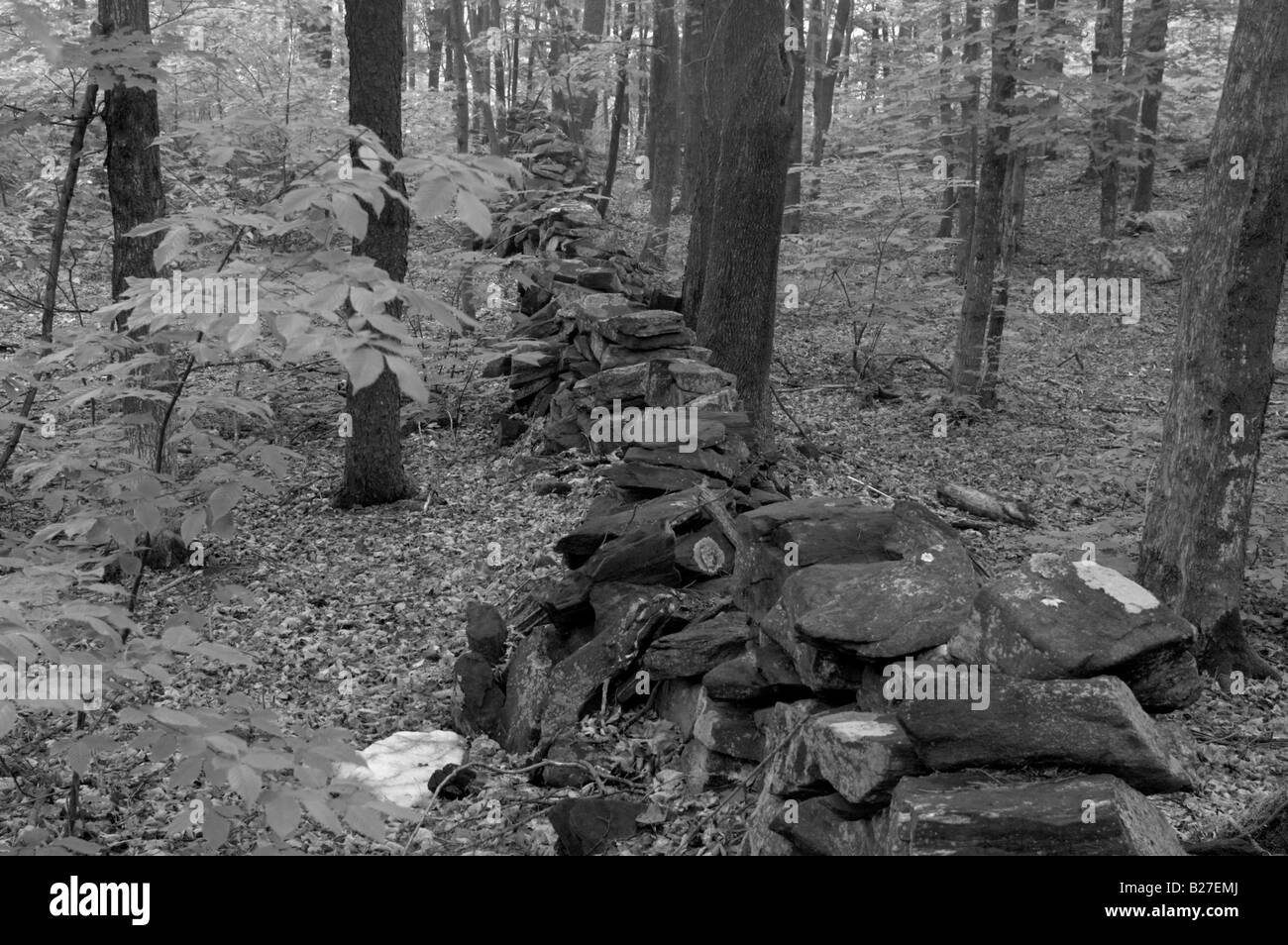 A black and white picture of a stone wall recedes into a forest of lush green leaves maple and beech trees. Stock Photo