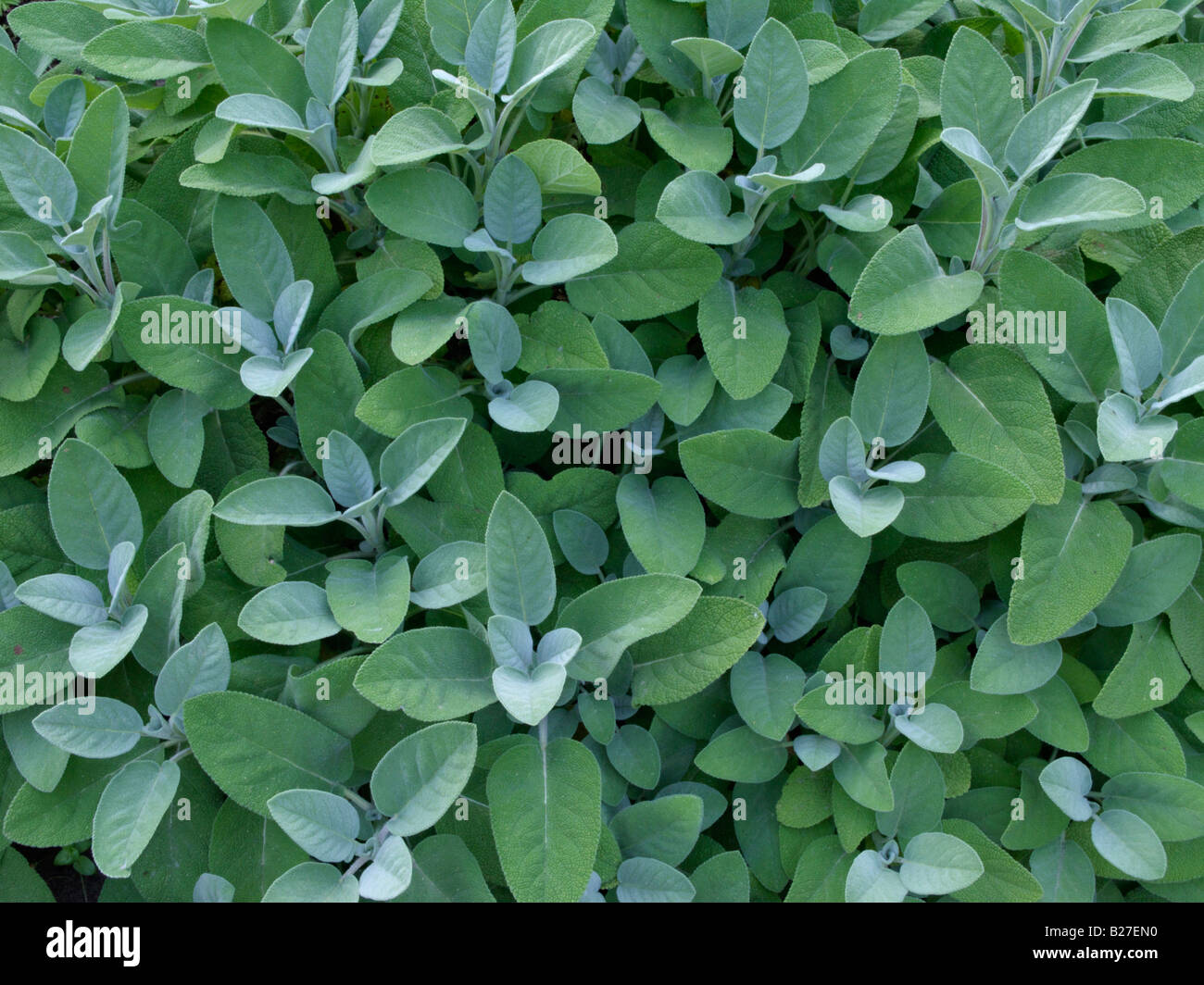 Common sage (Salvia officinalis 'Berggarten') Stock Photo