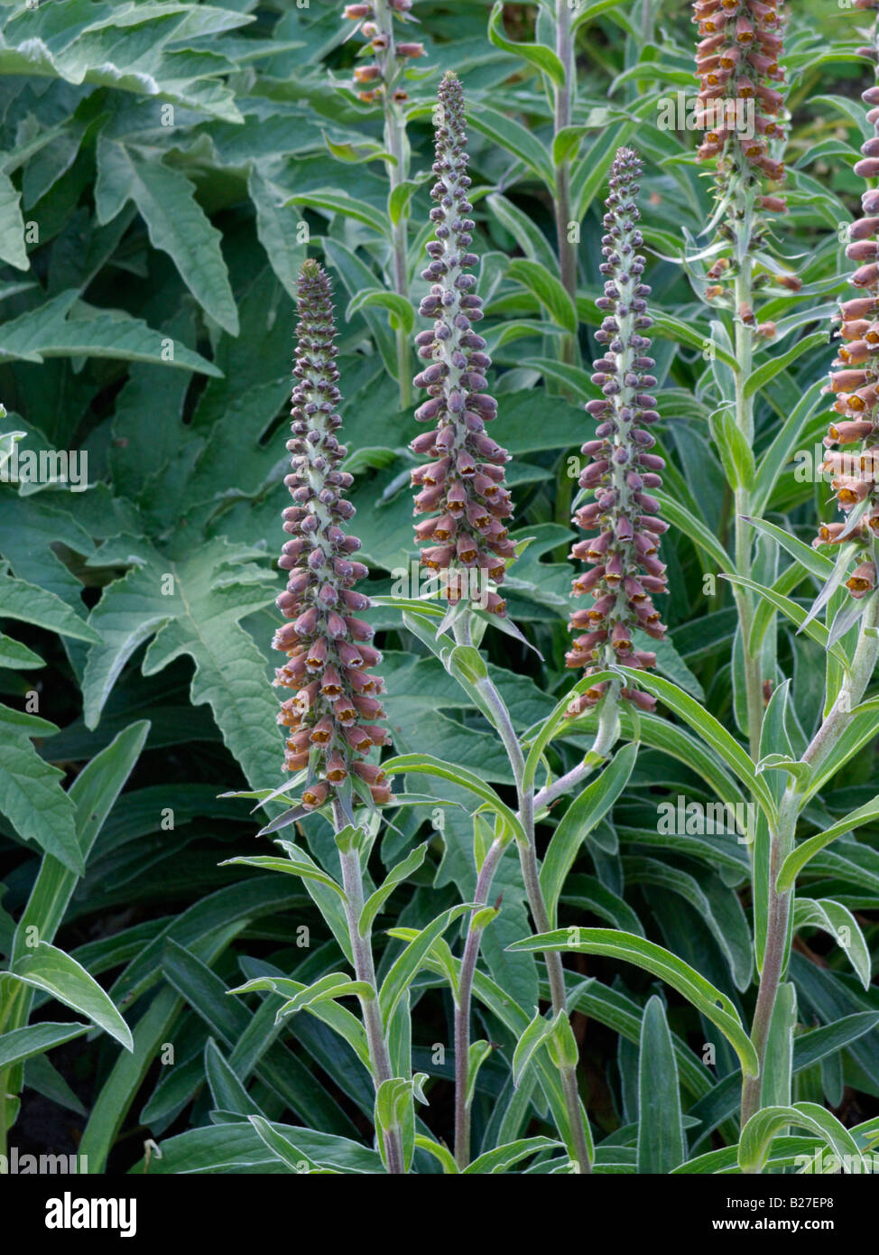 Small-flowered foxglove (Digitalis parviflora) Stock Photo