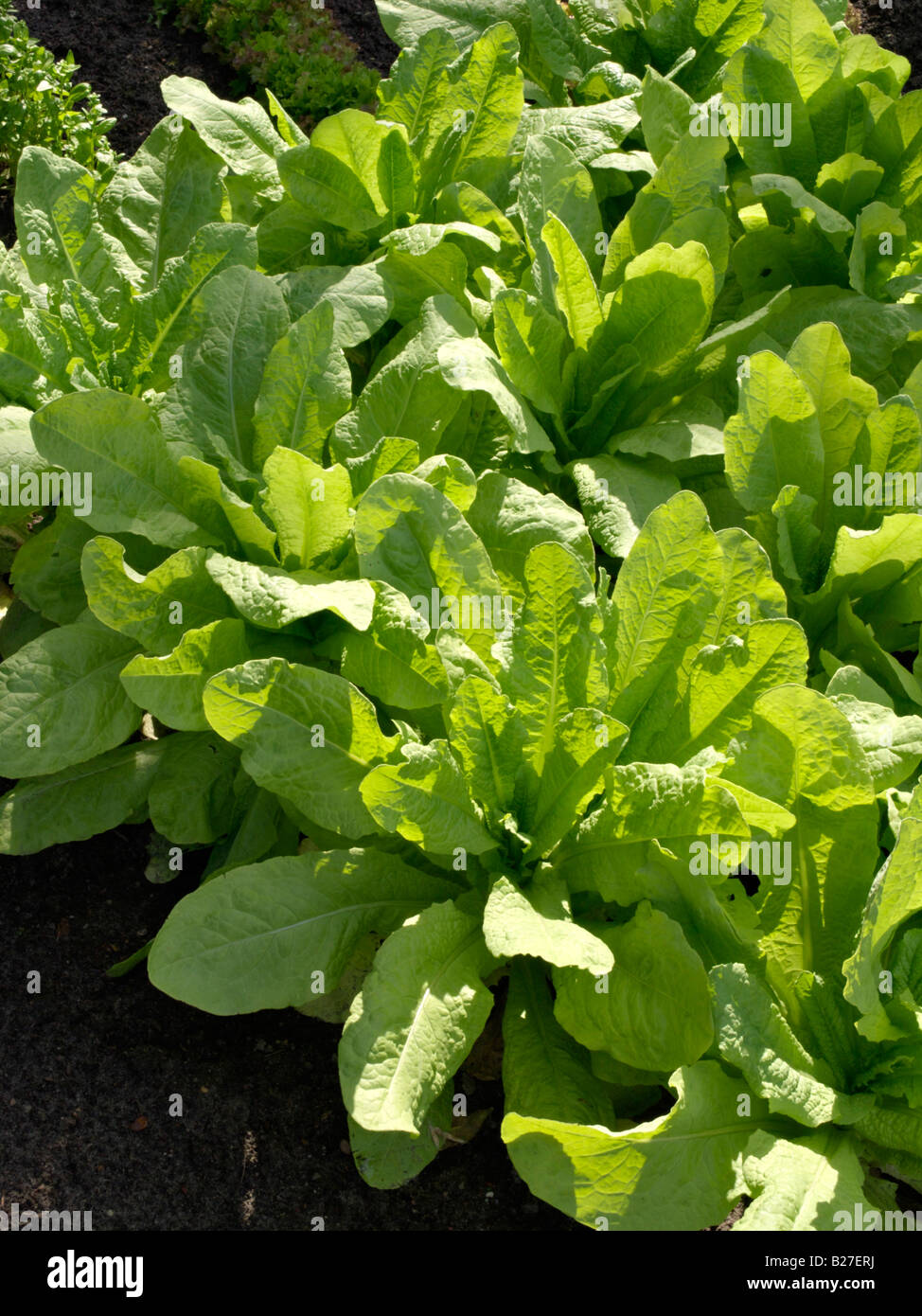 Celtuce (Lactuca sativa var. angustana) Stock Photo